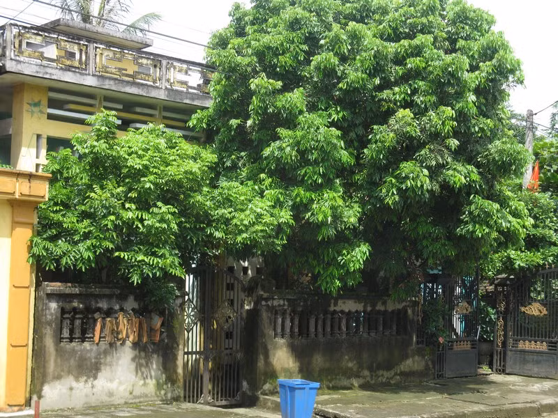 Vì sao không nên trồng cây to trước nhà?