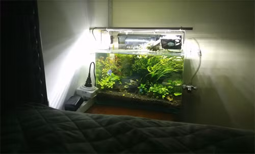 Vừa làm đèn ngủ, vừa ngắm khi mất ngủ, không có máy móc gì trong bể ngoài cái lọc siêu êm. Mình để ngay cạnh đầu giường làm cái đèn ngủ luôn, lọc thác chảy cả đêm vì thích nghe tiếng nước chảy róc rách, thấy nhã lắm, Đinh Chinh (Quận Đống Đa, Hà Nội), cho biết.