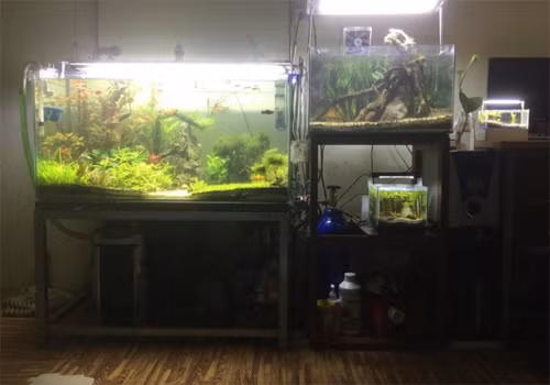 Anh Quang Duy (Quận 3, TPHCM) cho biết làm một bể đơn giản chỉ tốn 500 nghìn, không quá khó khăn để dựng bố cục nếu chịu khó tìm hiểu. Tôi đã chơi 3 năm với 4 bể lớn nhỏ đặt trong phòng ngủ nhưng không hề hấn gì đến sức khỏe.