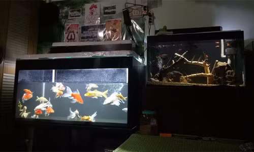 Phong thủy nói không nên để bể cá phòng ngủ vì tính âm mạnh mẽ. Nhưng tôi thích ngắm nhìn bể thủy sinh khi trời tối và trong không gian tĩnh lặng,sau đó đi ngủ thì thật là dễ chịu, Kim Thảo (Quận Phú Nhuận, TPHCM) chia sẻ.