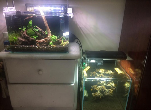 Lý do có bể cá củaNguyễn Việt Hồng, 25 tuổi, ở Đống Đa, Hà Nội, khá dễ thương.“Em và người yêu đặt 2 bể ở đầu giường để nhớ đến nhau thì nằm mà ngắm”, anh chia sẻ. Lý do có bể cá củaNguyễn Việt Hồng, 25 tuổi, ở Đống Đa, Hà Nội, khá dễ thương.Em và người yêu đặt 2 bể ở đầu giường để nhớ đến nhau thì nằm mà ngắm, anh chia sẻ.