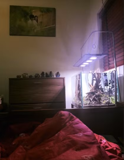 Đèn ngủ thủy sinh có giá thành thấp, nhưng phải biết thiết kế bố cục thủy sinh sao cho cân đối, hài hòa mà vẫn có không gian cho cá, tép bơi lội. Thời tiết lạnh, ở nhà đắp chăn ngắm bể cá thì còn gì hơn, Phạm Hoàng Hiếu (27, Tây Hồ, Hà Nội) chia sẻ.