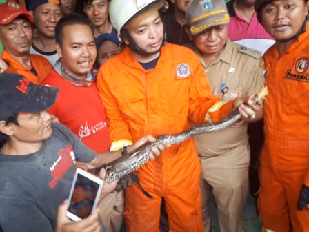 Ổ trăn 16 con “xâm chiếm” ống nước nhà dân hình ảnh 1 o tran 16 con “xam chiem” ong nuoc nha dan hinh anh 1