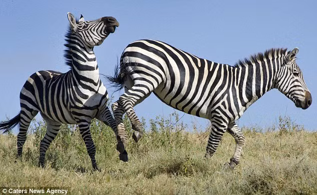 Vì sao con người không bao giờ cưỡi ngựa vằn?