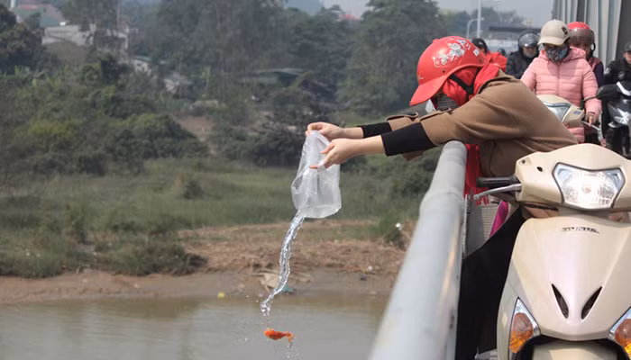 4 sai lầm cần tránh khi thả cá chép ngày ông Công ông Táo 