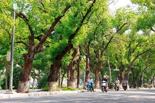 Cây xanh đường phố là nét đặc trưng ở thành phố Huế. Ảnh:Võ Thạnh Cây xanh đường phố là nét đặc trưng ở thành phố Huế. Ảnh: Võ Thạnh