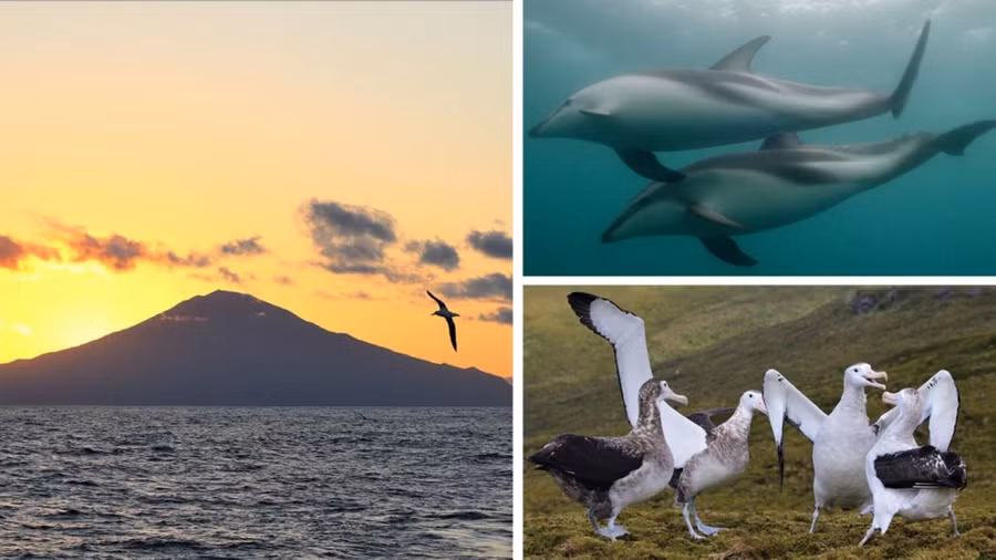 Quần đảo Tristan da Cunha, nơi có hệ động vật phong phú.