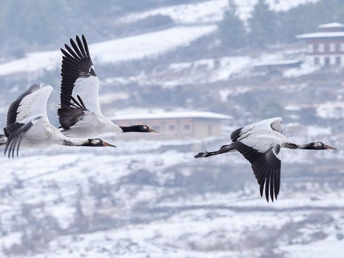 Mùa tuyết rơi tuyệt đẹp tại quốc gia hạnh phúc Bhutan ảnh 8 Mùa tuyết rơi tuyệt đẹp tại quốc gia hạnh phúc Bhutan ảnh 8
