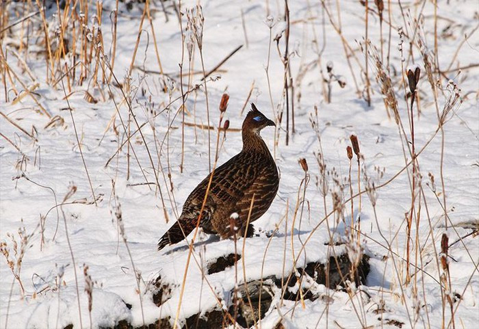 Mùa tuyết rơi tuyệt đẹp tại quốc gia hạnh phúc Bhutan ảnh 11 Mùa tuyết rơi tuyệt đẹp tại quốc gia hạnh phúc Bhutan ảnh 11