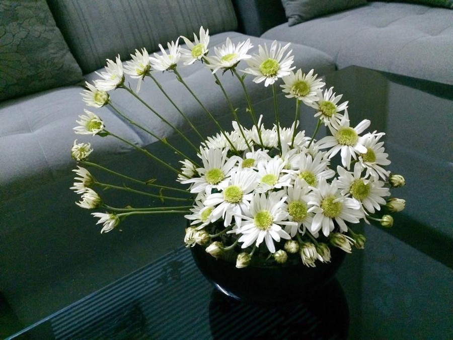 Mê mẩn ngắm đủ kiểu cắm cúc họa mi đẹp tinh khôi của các chị em yêu hoa hình ảnh 3 me man ngam du kieu cam cuc hoa mi dep tinh khoi cua cac chi em yeu hoa hinh anh 3