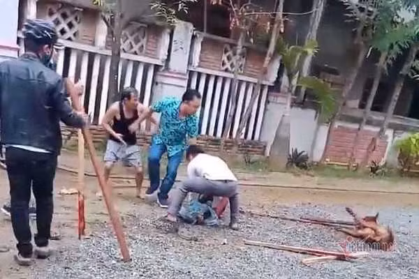 Chó Pitbull tuột xích, xông ra cắn nát tay người phụ nữ ở Quảng Nam