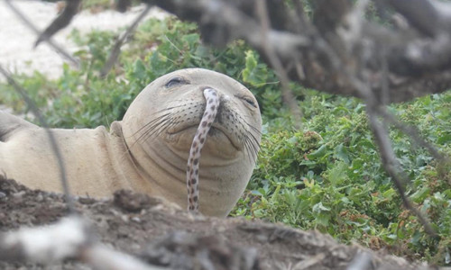 Hải cẩu thầy tu Hawaii với con lươn nhỏ thò ra từ mõm. Ảnh: HMSRP. Hải cẩu thầy tu Hawaii với con lươn nhỏ thò ra từ mũi. Ảnh: HMSRP.