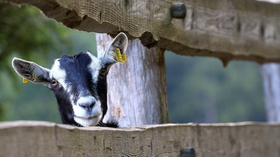 Kho báu dành dụm lâu năm bị dê ăn sạch, gia đình Nga quyết định trả thù hình ảnh 2 kho bau danh dum lau nam bi de an sach, gia dinh nga quyet dinh tra thu hinh anh 2