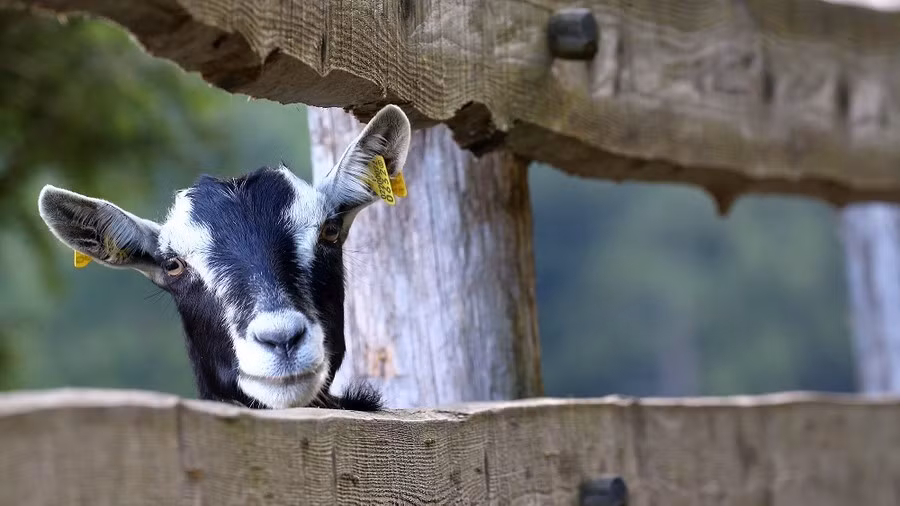 Chết điếng phát hiện con vật "ăn sạch" kho báu dành dụm lâu năm 