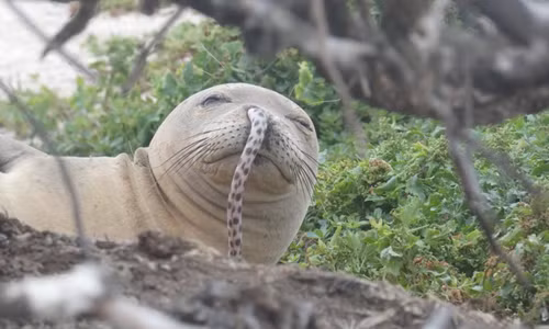 Kinh ngạc hải cẩu mang con lươn dài mắc kẹt trong mũi