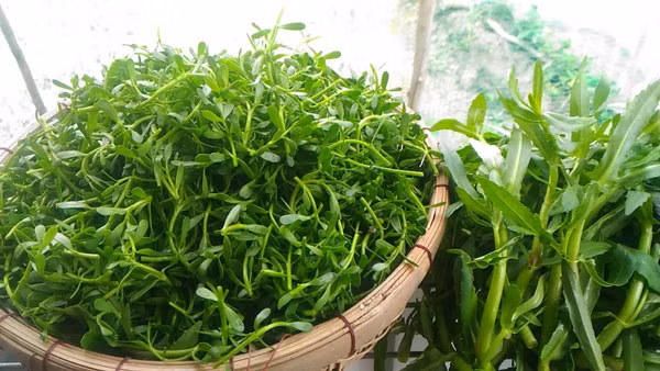 Rau đắng 