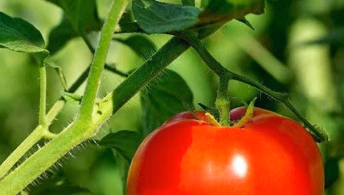 Lá cà chua có chứa một lượng nhỏ solanin và tomatin có thể gây rối loạn tiêu hóa nếu ăn quá nhiều một lúc (liều tối thiểu để gây tử vong vào khoảng hơn 450 gram).