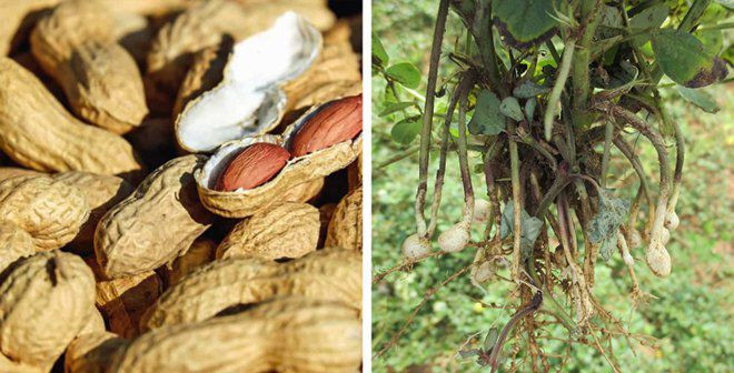 su that ve 11 loai thuc pham ma chung ta van hieu lam ban chat hang ngay - 5