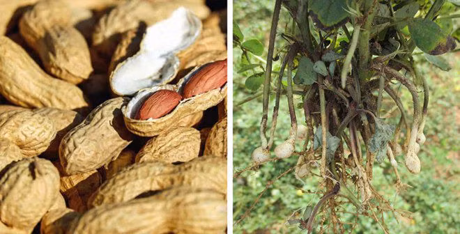 su that ve 11 loai thuc pham ma chung ta van hieu lam ban chat hang ngay - 5