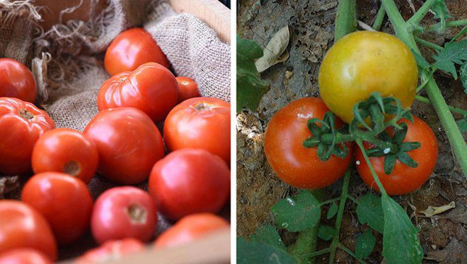 su that ve 11 loai thuc pham ma chung ta van hieu lam ban chat hang ngay - 8