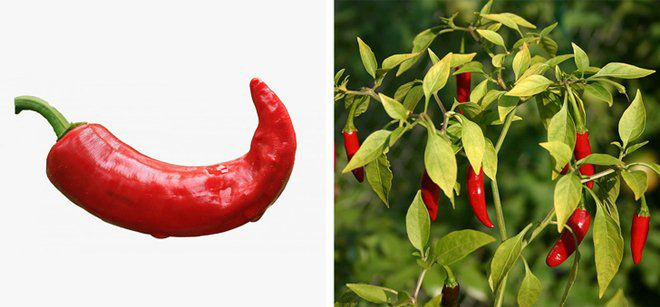 su that ve 11 loai thuc pham ma chung ta van hieu lam ban chat hang ngay - 10