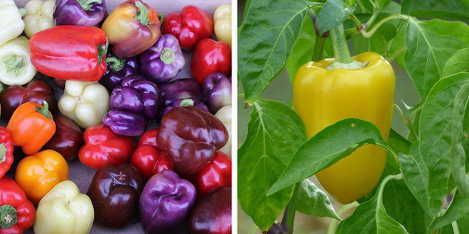 su that ve 11 loai thuc pham ma chung ta van hieu lam ban chat hang ngay - 9