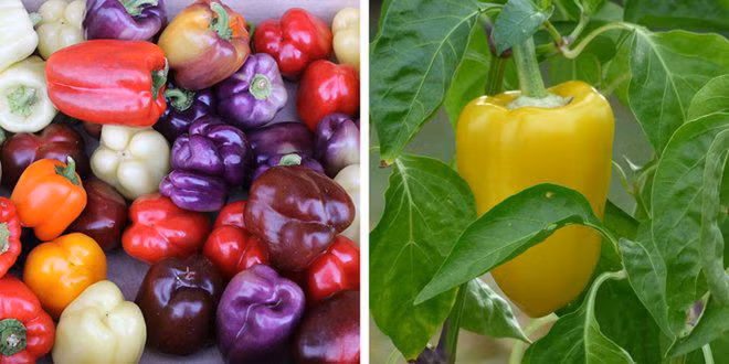 su that ve 11 loai thuc pham ma chung ta van hieu lam ban chat hang ngay - 9