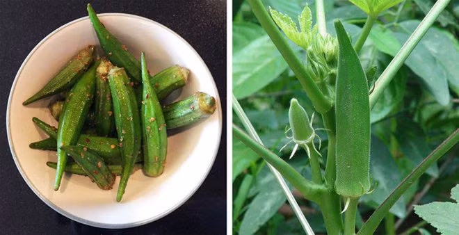 Sự hiện diện của hạt bên trong đậu bắp phân loại chúng như một loại trái cây.