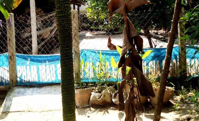 Đổ xô đi xem “siêu” buồng chuối hơn 100 nải 