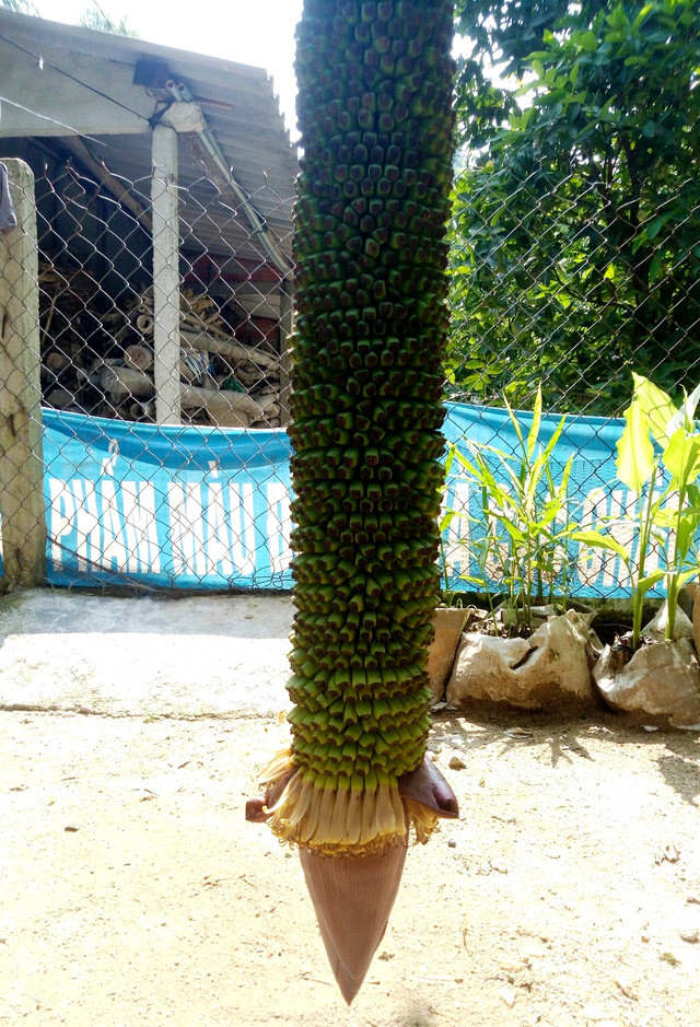 Đổ xô đi xem “siêu” buồng chuối hơn 100 nải ảnh 2 Buồng chuối vẫn đang tiếp tục trổ hoa