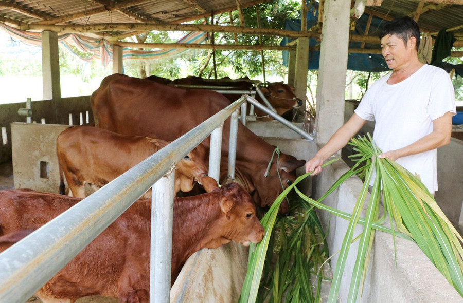 Phong trào nông dân thi đua sản xuất, kinh doanh giỏi, đoàn kết giúp nhau làm giàu và giảm nghèo bền vững có ảnh hưởng sâu rộng và thu hút đông đảo hội viên nông dân tham gia.