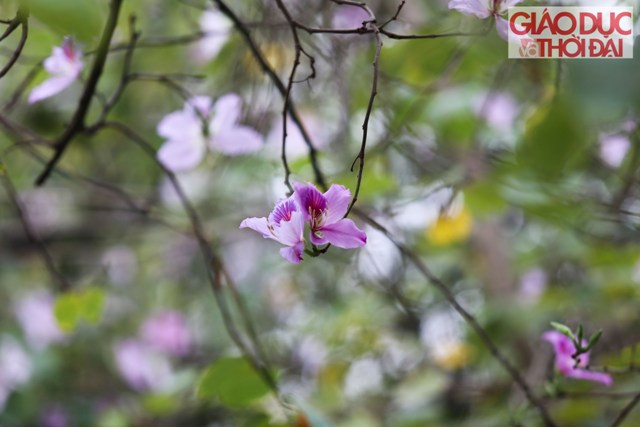 Hoa ban Tây Bắc có màu trắng, tím phớt, nở rộ từ cuối tháng 2 đến đầu tháng 3 hàng năm