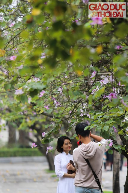 Nhiều bạn trẻ tranh thủ chụp ảnh với hoa ban