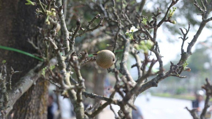 Hoa lê rừng giá chục triệu “đổ bộ” thủ đô sau Tết ảnh 10 Keyword đầu tiên có dấu