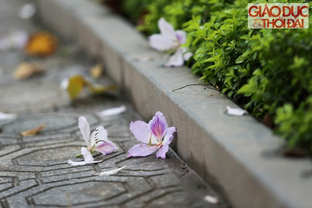 Nhiều đường cũng trở nên thơ mộng hơn với những cánh ban rụng dưới đất