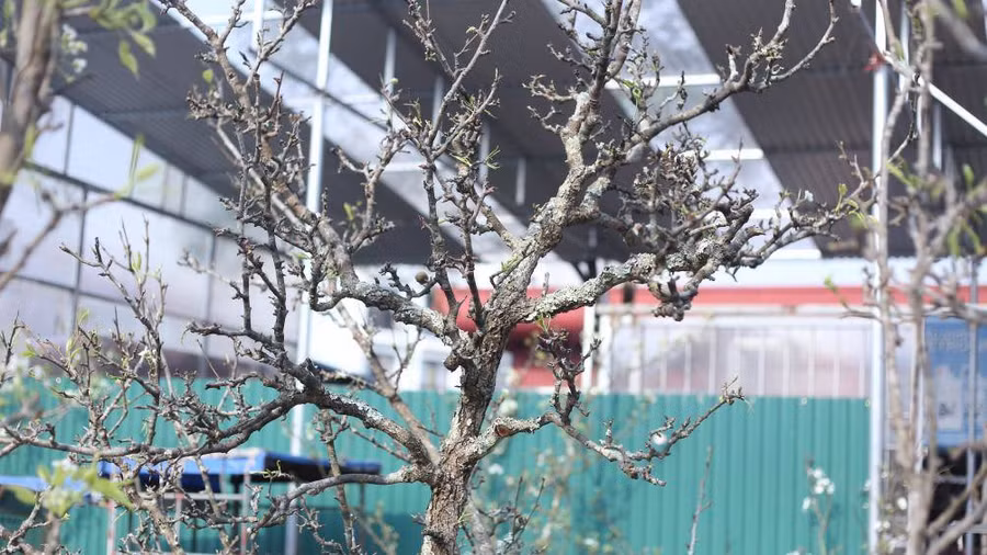 Keyword đầu tiên có dấu