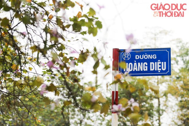 Cuối tháng 2 nhiều con đường ở Hà Nội lại được tô thêm sắc hoa của núi rừng