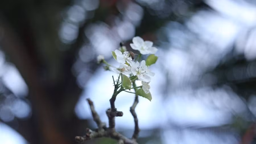 Keyword đầu tiên có dấu