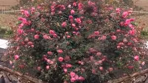 Cây hoa hồng khổng lồ trên đỉnh núi: Nở ngàn bông, 150 triệu không bán