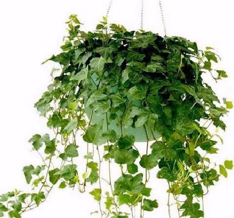 100648_day-thuong-xuan-may-man-trong-phong-thuy-2