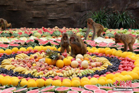 Giai nhiet voi dai tiec 4.000kg hoa qua cho cac chu khi - Anh 3