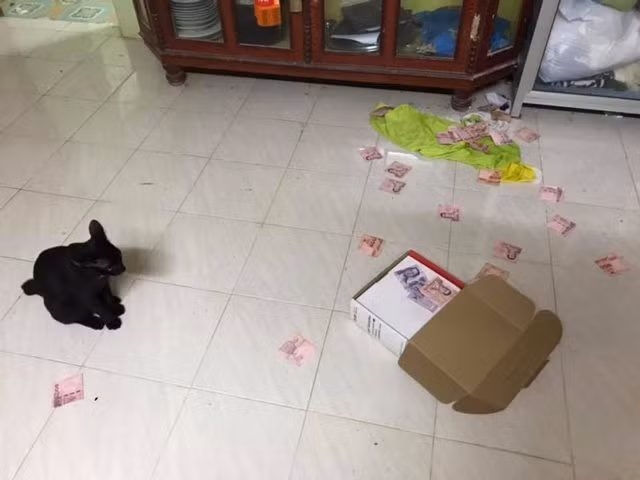 meo vo tinh lam roi chiec hop tren noc tu, vo phat hien bi mat bay lau nay cua chong - 3