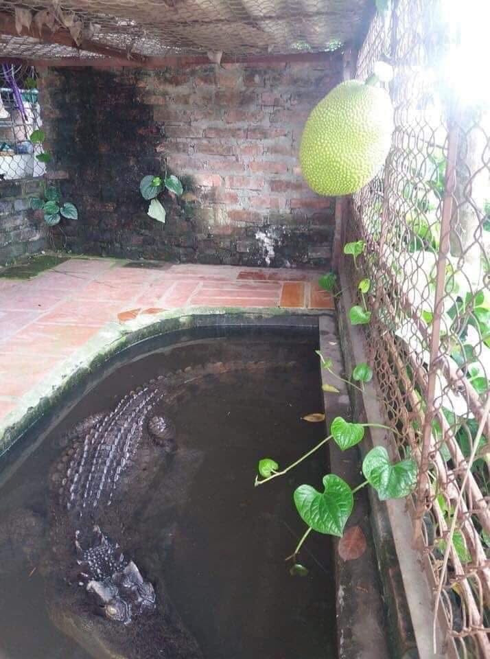 Khi mít chín thì phải làm sao. Khi mít chín thì phải làm sao.