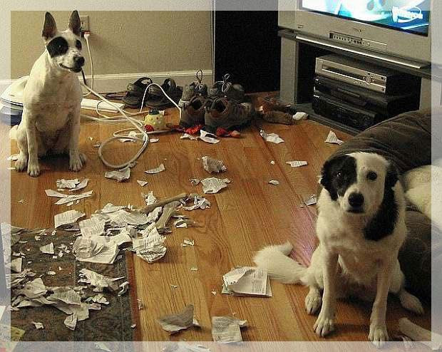 Trông cái mặt đáng thương thế kia, sen nỡ lòng nào... Trông cái mặt đáng thương thế kia, sen nỡ lòng nào...