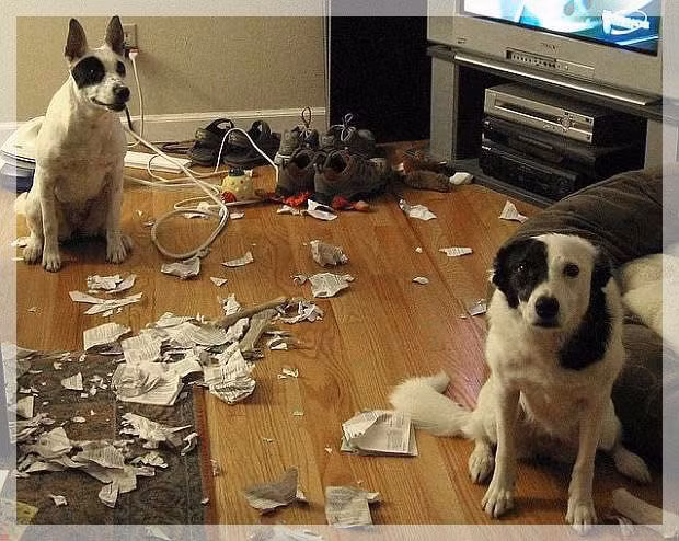 Trông cái mặt đáng thương thế kia, sen nỡ lòng nào...