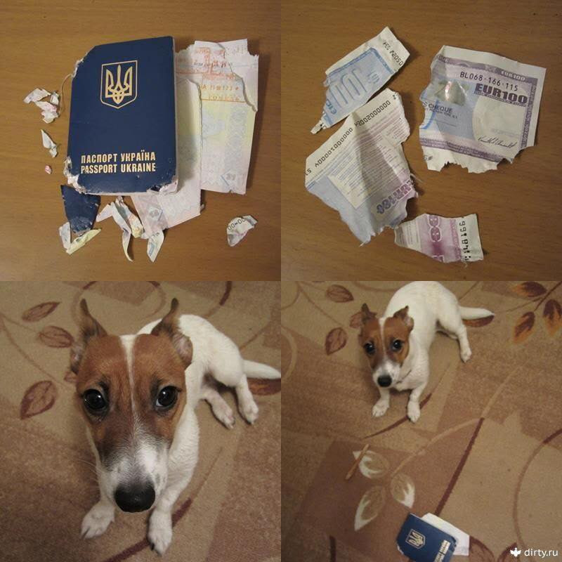 Có mỗi hộ chiếu với 100 eur thôi mà! Có mỗi hộ chiếu với 100 eur thôi mà!