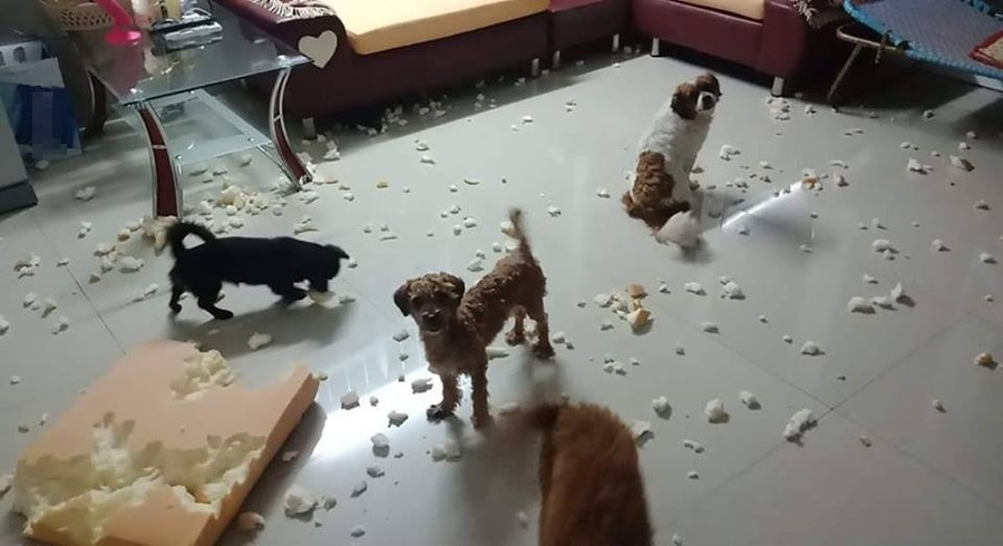 Nhìn cái nhà giống bãi rác chưa? Nhìn cái nhà giống bãi rác chưa?