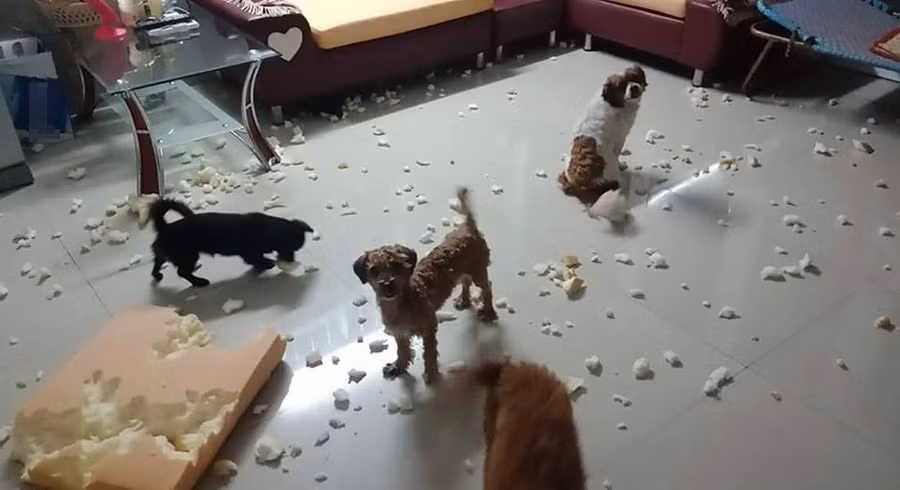 Nhìn cái nhà giống bãi rác chưa?