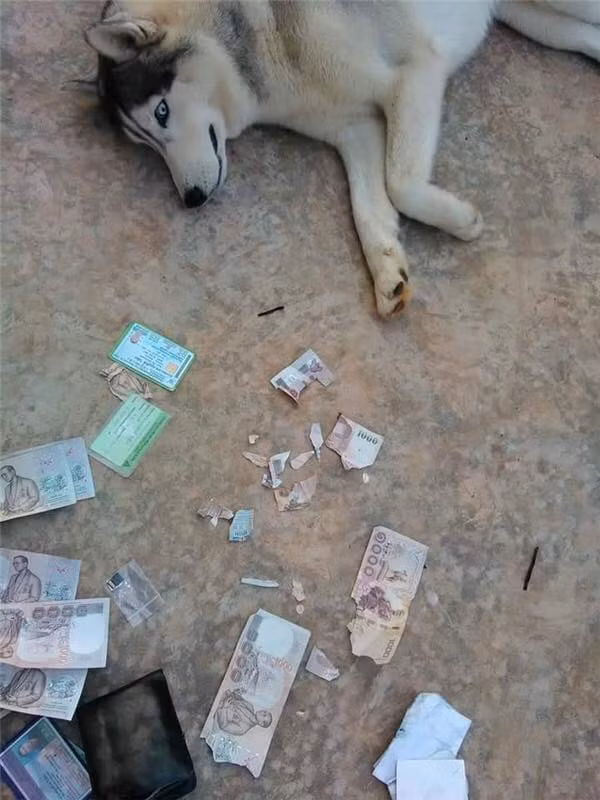 Ba mẹ nhìn chiến tích của con này, thấy con giỏi không?