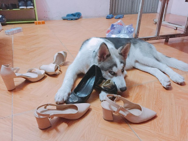 Boss có làm gì đâu sen? không thấy người ta nằm ngoan thế à! Boss có làm gì đâu sen? không thấy người ta nằm ngoan thế à!